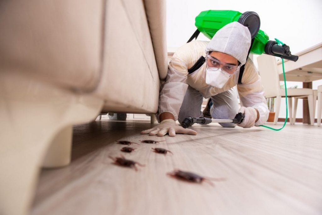 servicii dezinsectie